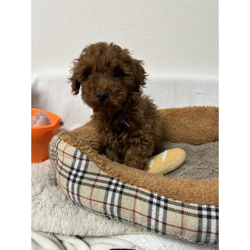 販売中の福岡県のトイプードル-441814の3枚目