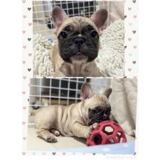 一木一乃ブリーダー