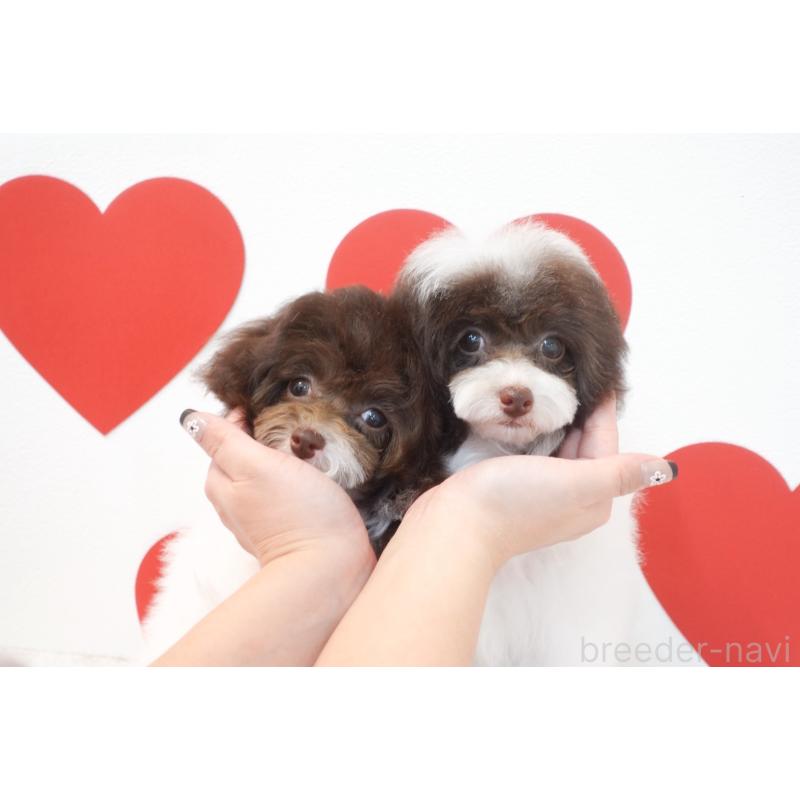 販売中の広島県のティーカッププードル-441867の4枚目