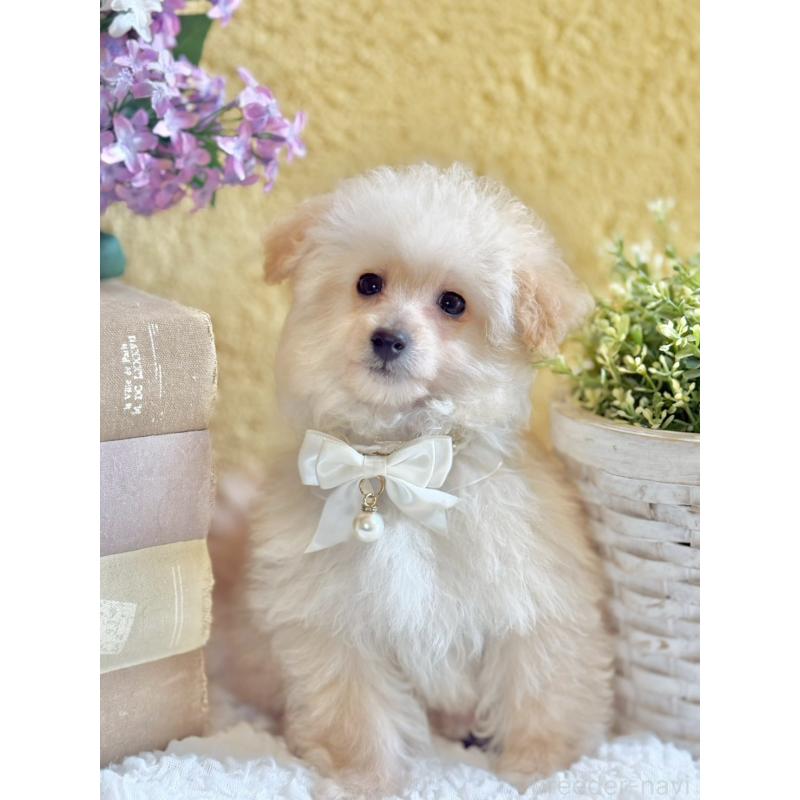 販売中の茨城県のタイニープードル-442816の10枚目