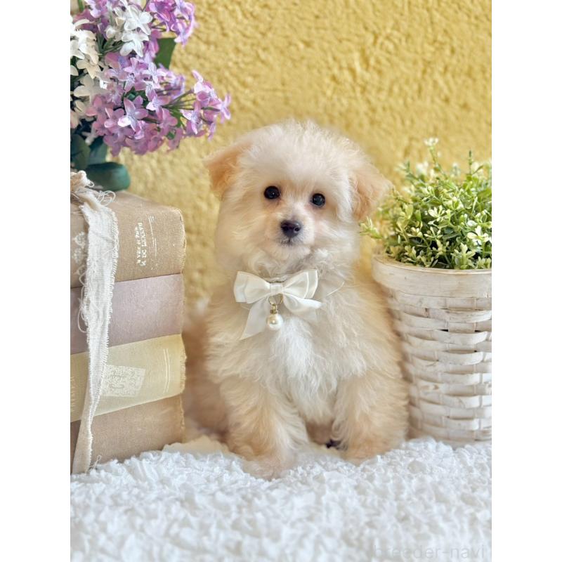 販売中の茨城県のタイニープードル-442816の7枚目