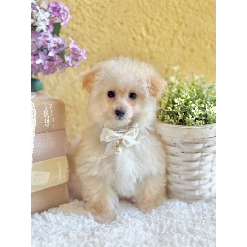 販売中の茨城県のタイニープードル-442816の6枚目