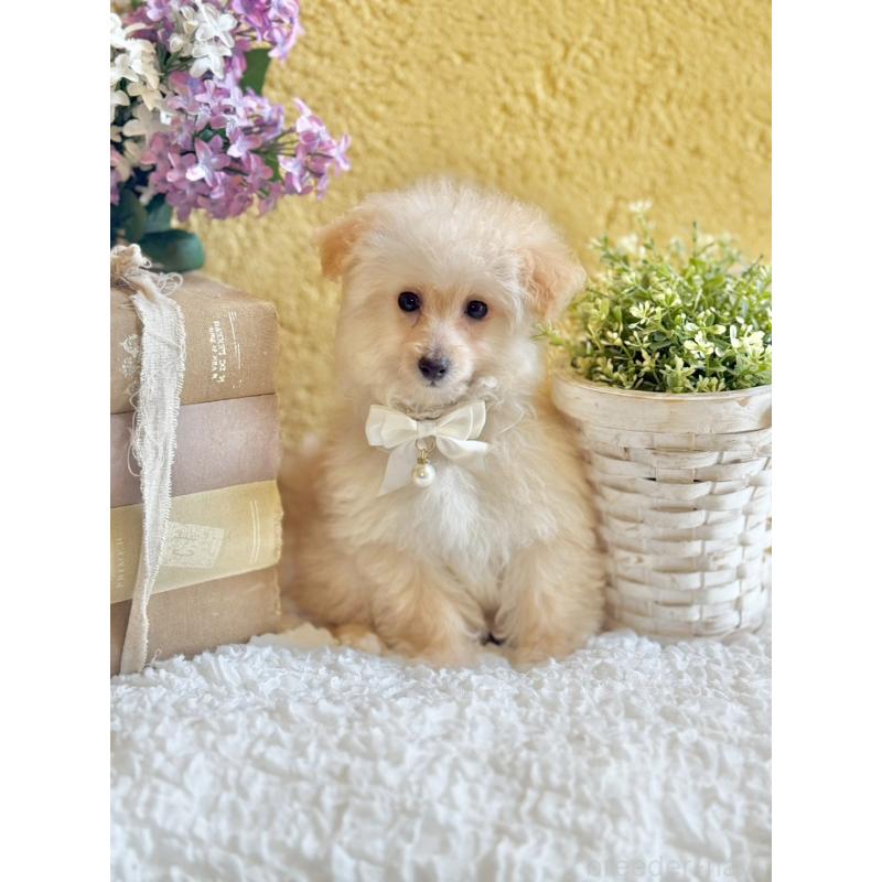 販売中の茨城県のタイニープードル-442816の5枚目