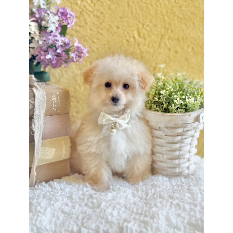 販売中の茨城県のタイニープードル-442816の4枚目