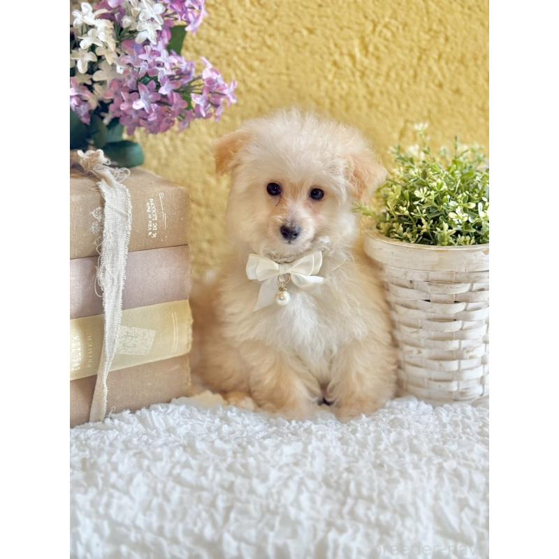 販売中の茨城県のタイニープードル-442816の3枚目