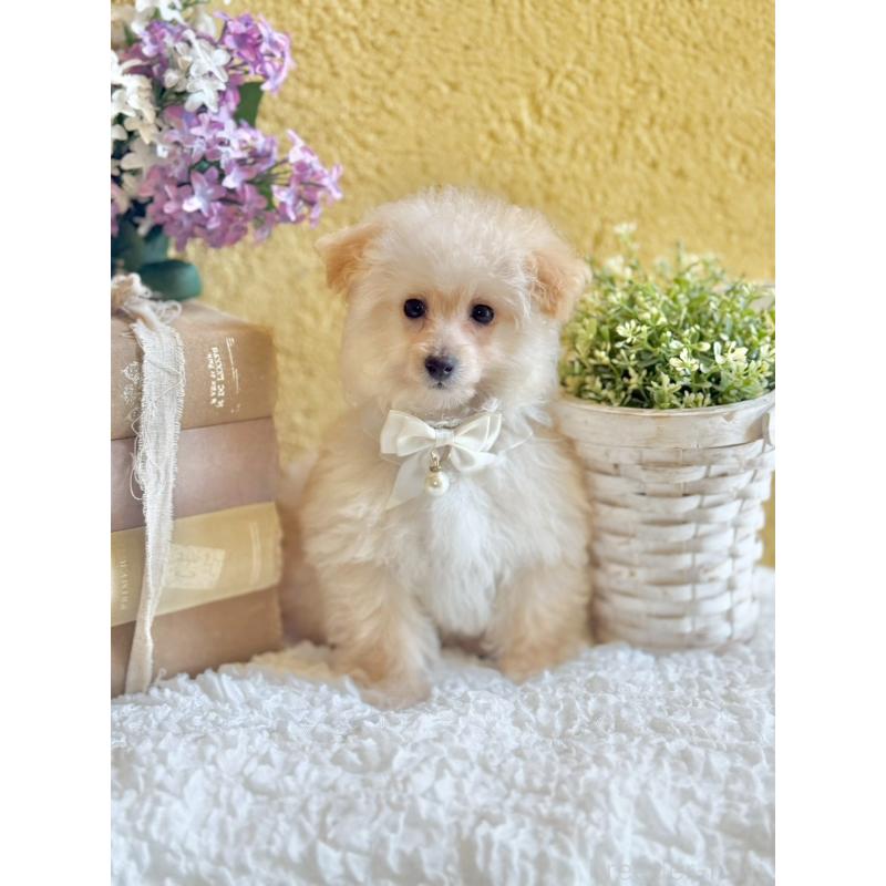 販売中の茨城県のタイニープードル-442816の2枚目