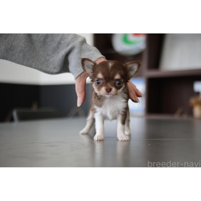 販売中の兵庫県のチワワ(ロングコート)-448854