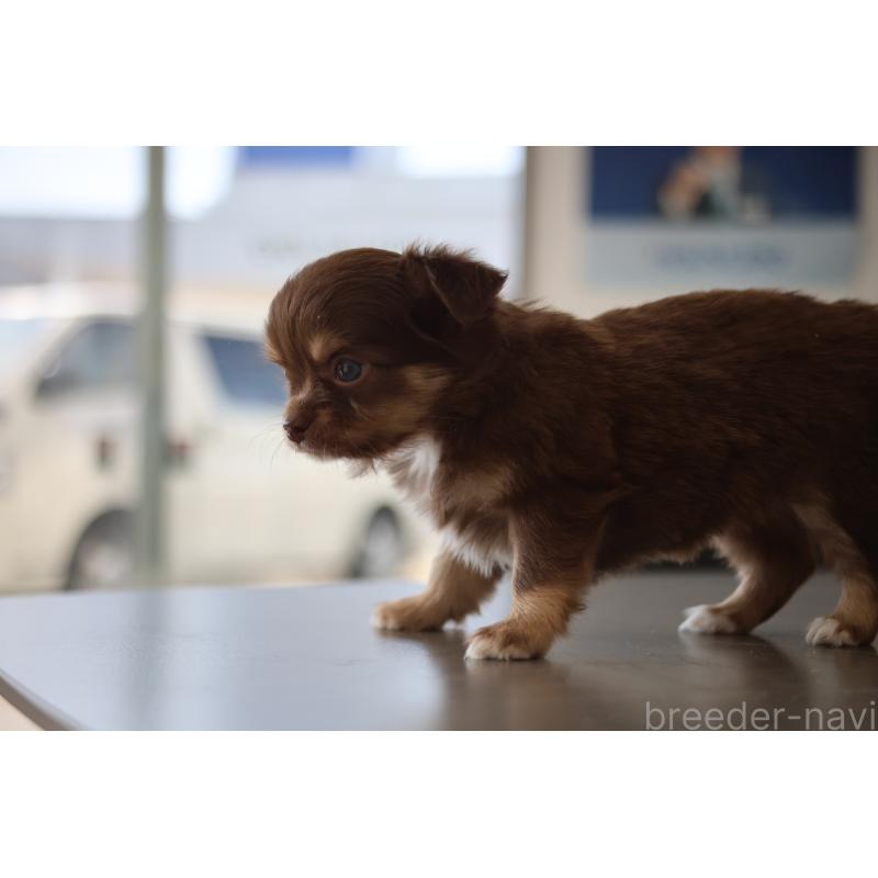 販売中の兵庫県のチワワ(ロングコート)-448855