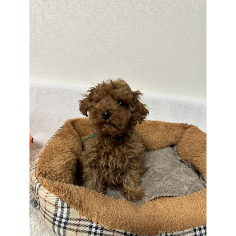 販売中の福岡県のトイプードル-441818の5枚目