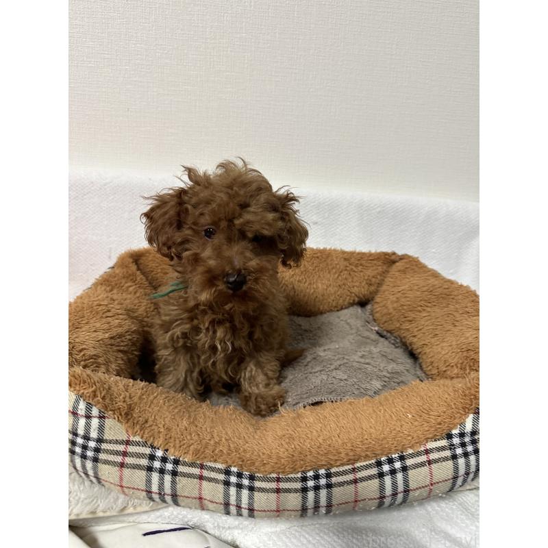 販売中の福岡県のトイプードル-441818の4枚目