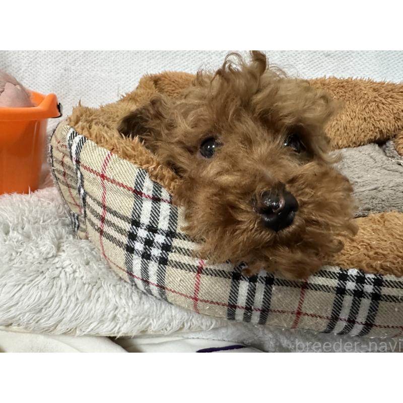 販売中の福岡県のトイプードル-441818の3枚目