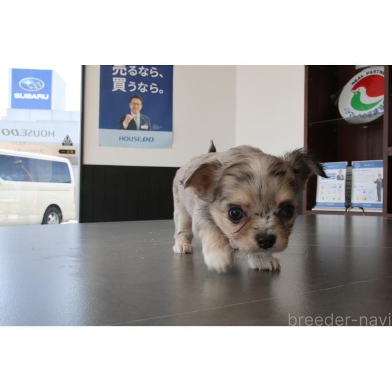 販売中の兵庫県のチワワ(ロングコート)-448964