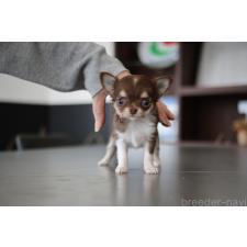 ♀︎チワワ(ロングコート)