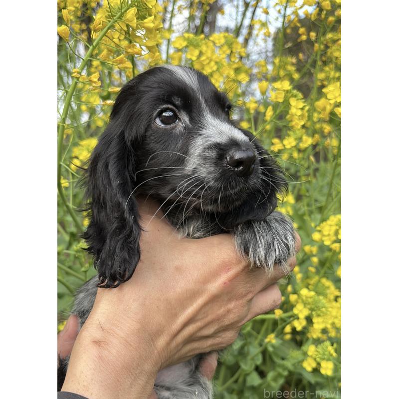 成約済の佐賀県のイングリッシュコッカースパニエル-446261の3枚目