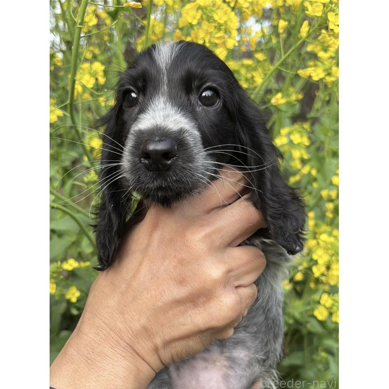 成約済の佐賀県のイングリッシュコッカースパニエル-446261の2枚目