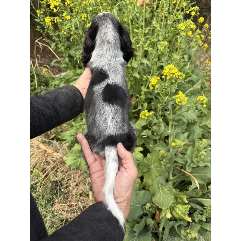 成約済の佐賀県のイングリッシュコッカースパニエル-445689の6枚目