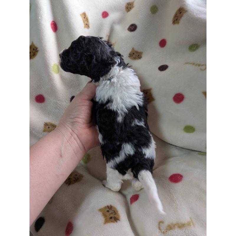 販売中の北海道のタイニープードル-444438の11枚目