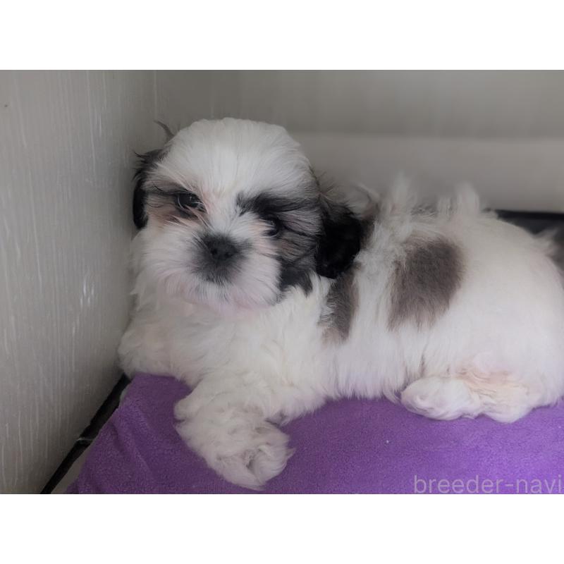 販売中の愛知県のシーズー-443121の4枚目