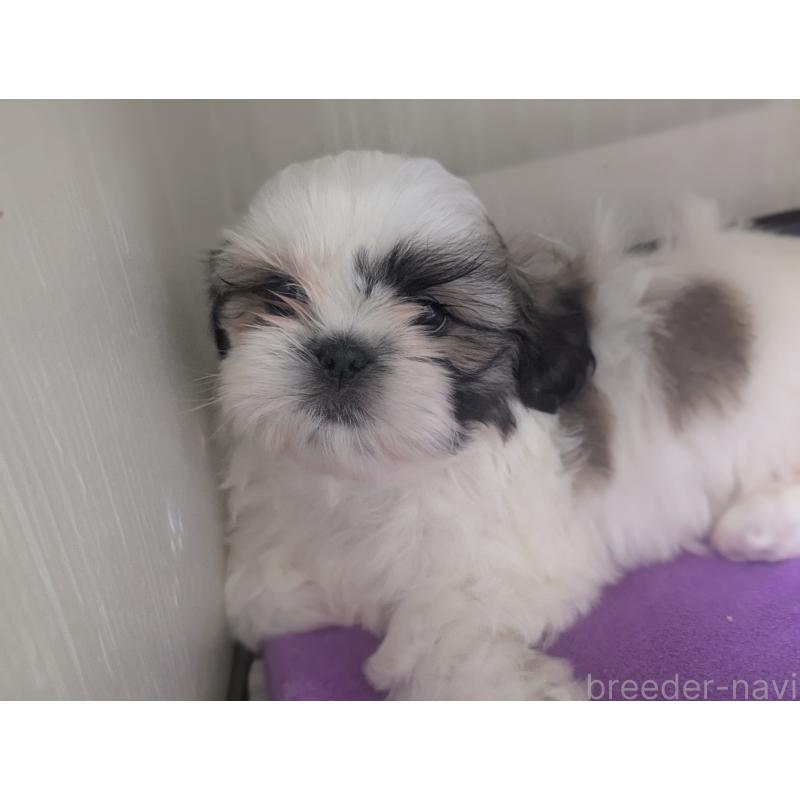 販売中の愛知県のシーズー-443121の2枚目