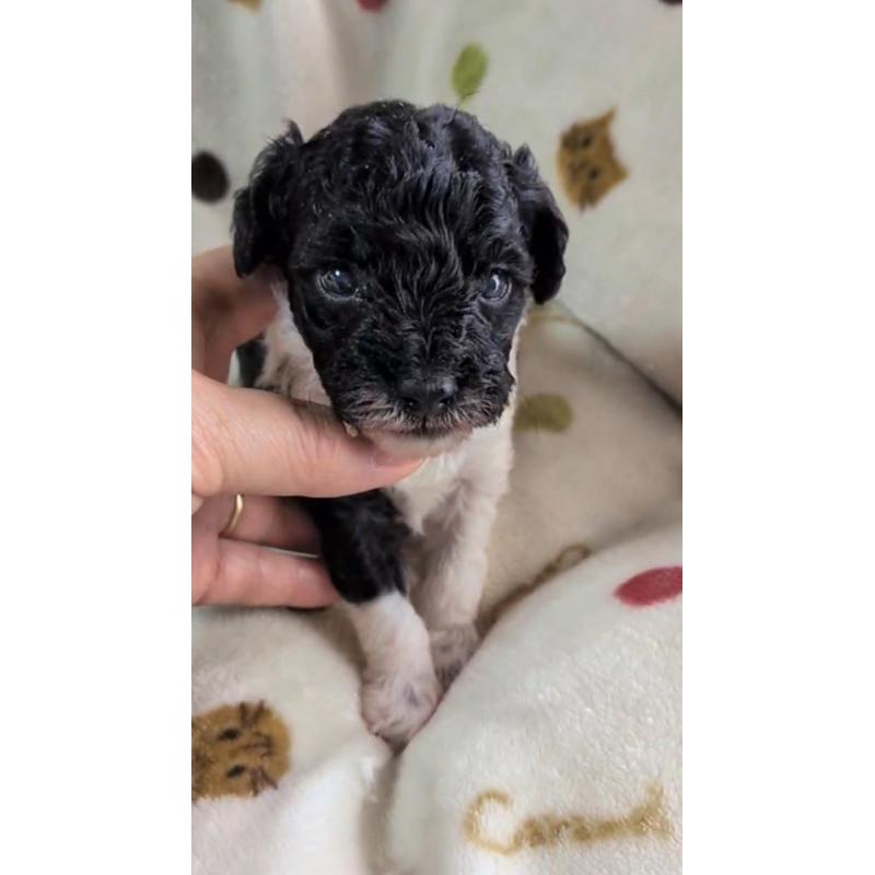 販売中の北海道のトイプードル-444435