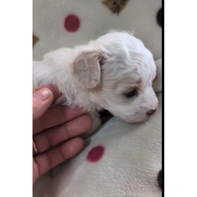 商談中の北海道のトイプードル-444440の10枚目