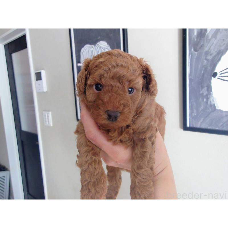 販売中の北海道のポメプー:ポメラニアン×トイプードル-446239の9枚目