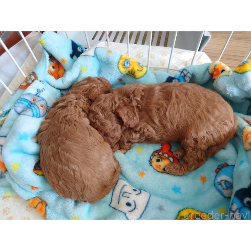 販売中の北海道のポメプー:ポメラニアン×トイプードル-446239の8枚目