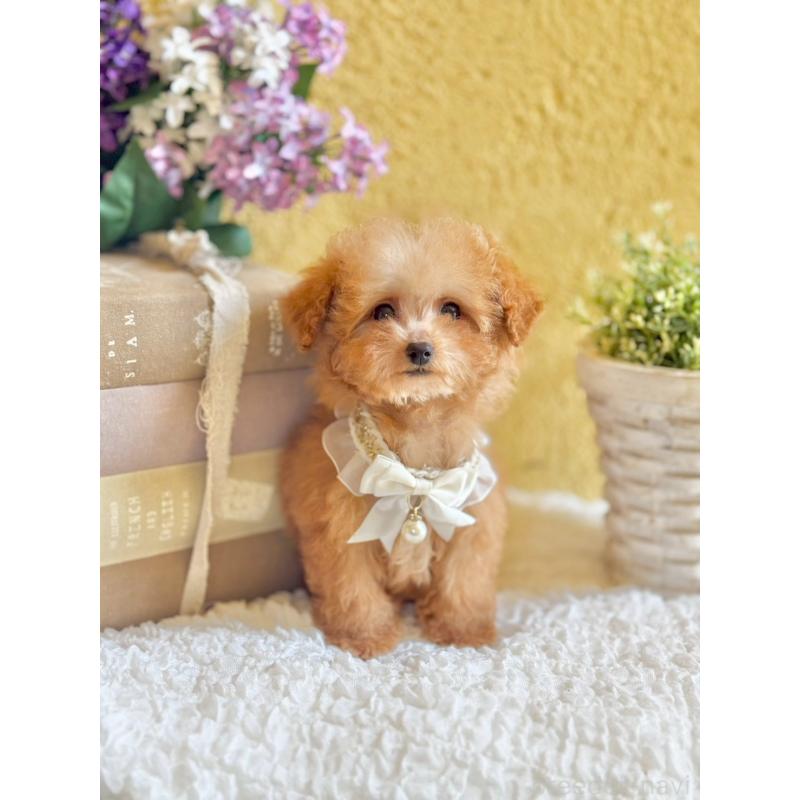 販売中の茨城県のタイニープードル-443018の10枚目