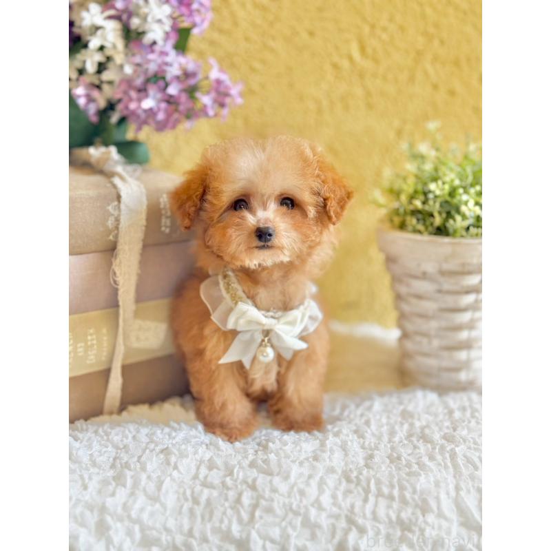 販売中の茨城県のタイニープードル-443018の9枚目