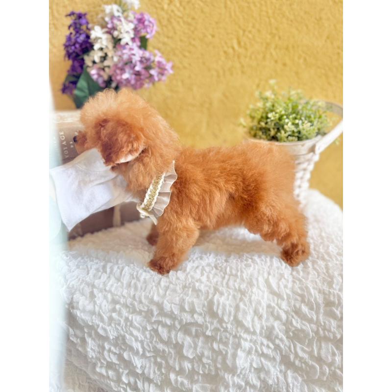 販売中の茨城県のタイニープードル-443018の8枚目