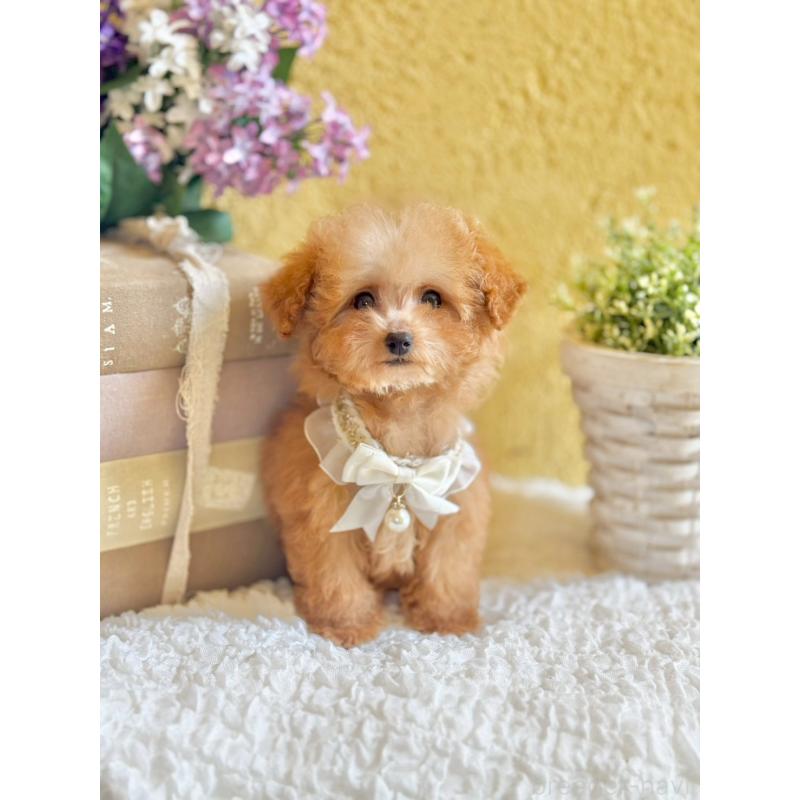 販売中の茨城県のタイニープードル-443018の7枚目