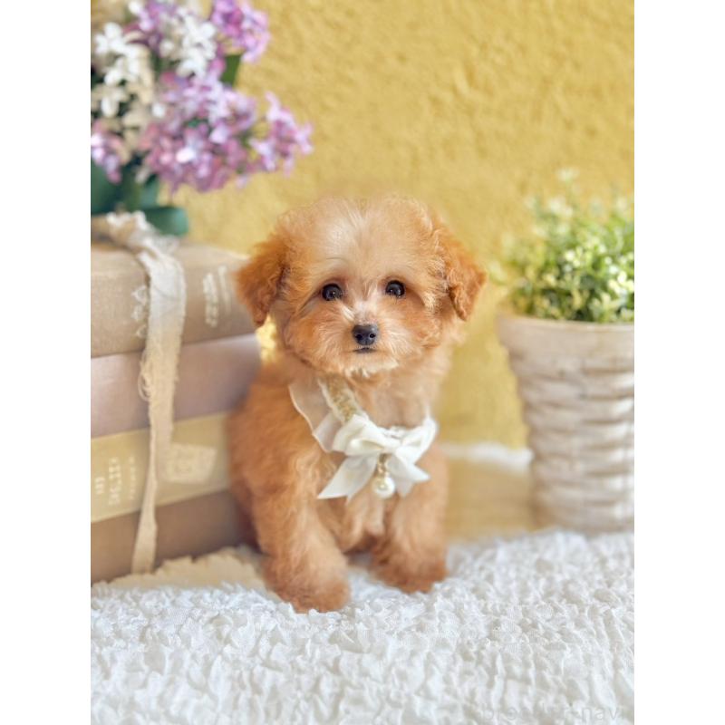 販売中の茨城県のタイニープードル-443018の5枚目