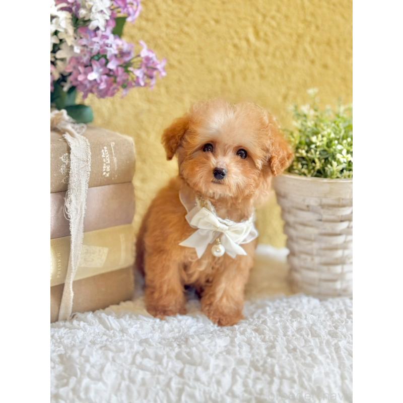 販売中の茨城県のタイニープードル-443018の4枚目