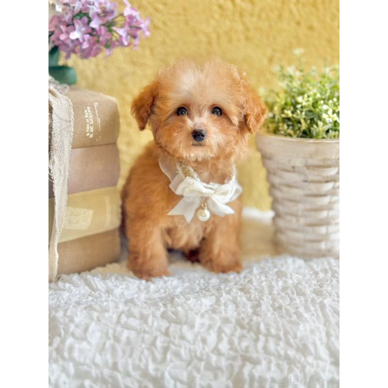 販売中の茨城県のタイニープードル-443018の3枚目