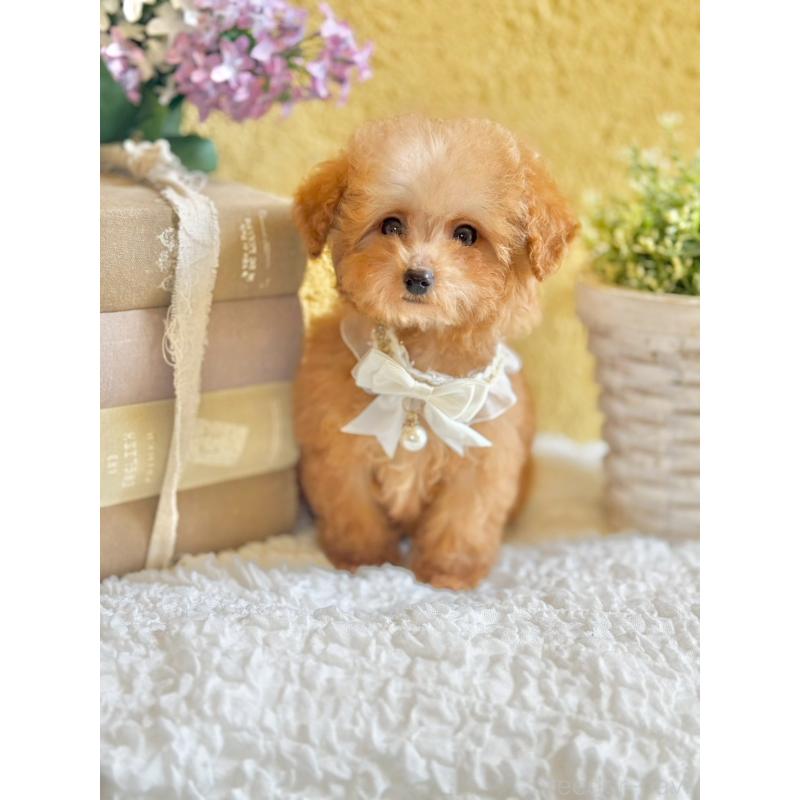 販売中の茨城県のタイニープードル-443018の2枚目