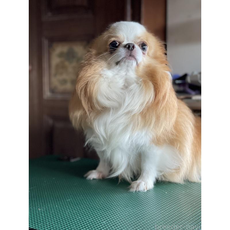 犬舎紹介の福島県の犬舎紹介-768の2枚目