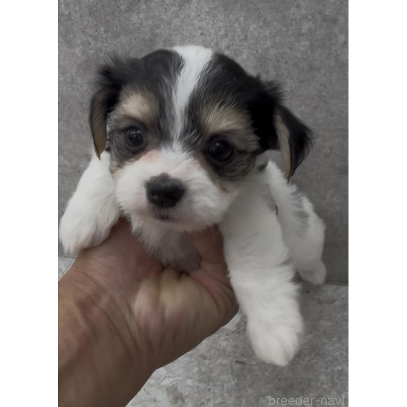 商談中の福岡県のチワマル:チワワ×マルチーズ-446152の3枚目