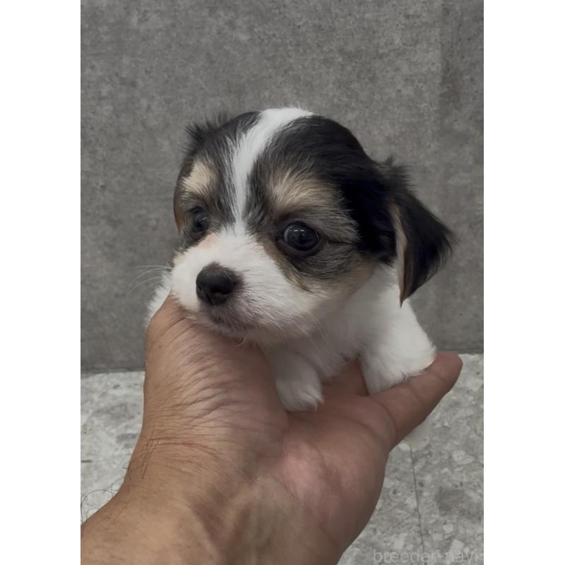 商談中の福岡県のチワマル:チワワ×マルチーズ-446152の2枚目