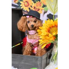 山下涼子ブリーダー