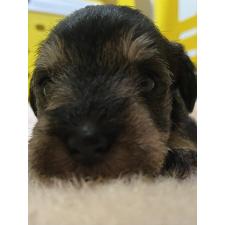 ♀︎ミニチュアシュナウザー