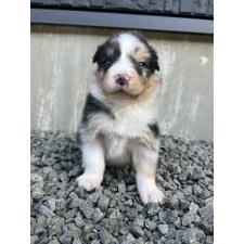 ♀︎オーストラリアンシェパード