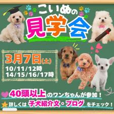 矢込晴菜ブリーダー