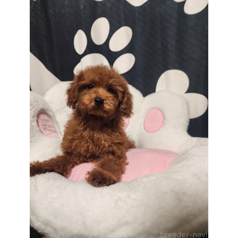 販売中の愛知県のトイプードル-433887の3枚目