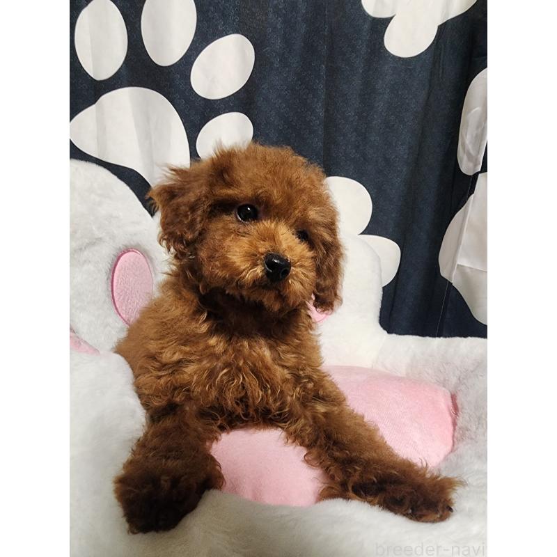販売中の愛知県のトイプードル-433887の2枚目