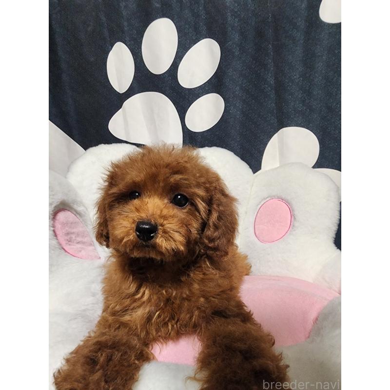 販売中の愛知県のトイプードル-433885の4枚目