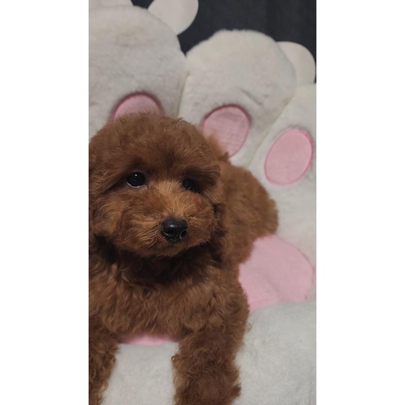 販売中の愛知県のトイプードル-433885の3枚目