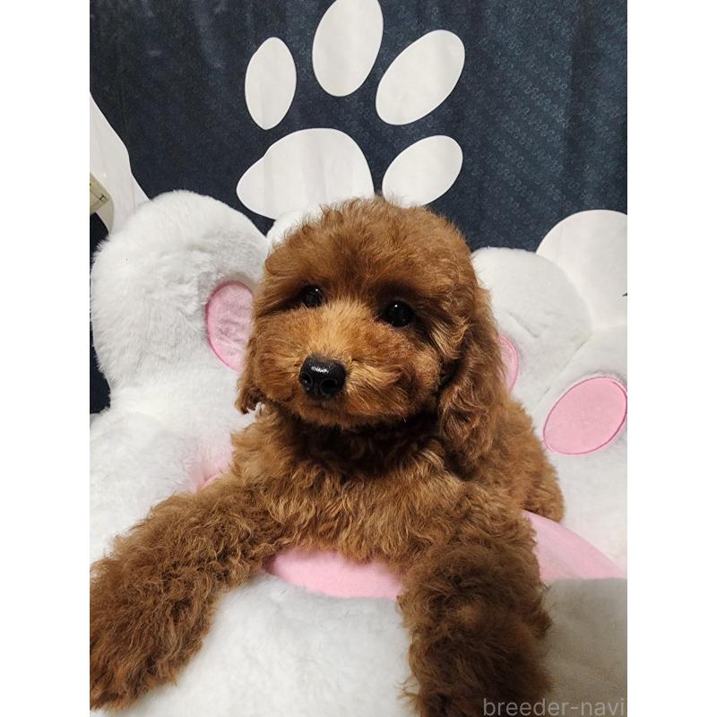 販売中の愛知県のトイプードル-433885の2枚目