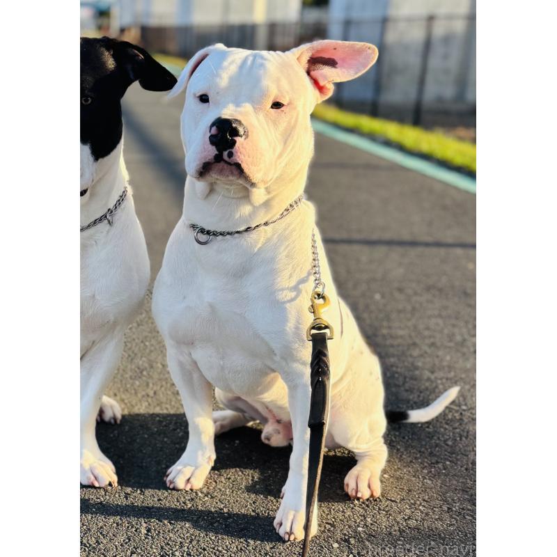 ♂︎アメリカンピットブルテリア