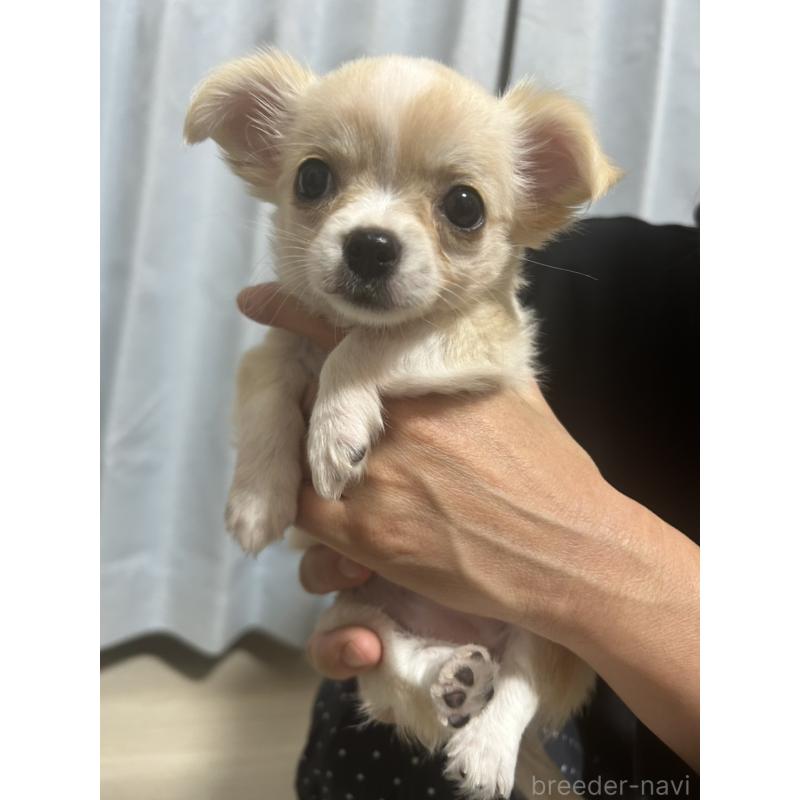 成約済の愛知県のチワワ(ロングコート)-445977の9枚目