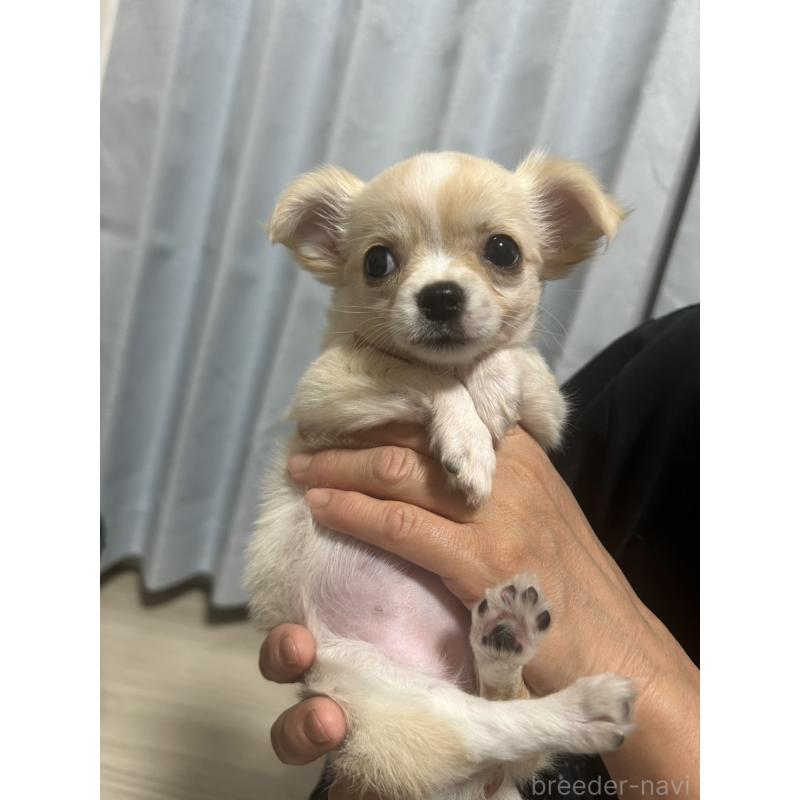 成約済の愛知県のチワワ(ロングコート)-445977の8枚目